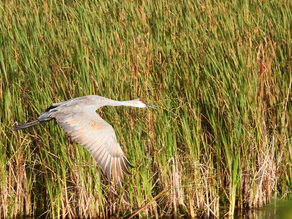 Sandhill Crane in Flight