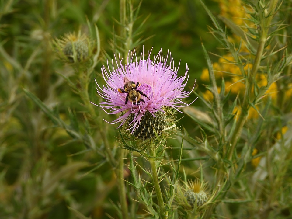 Bee on a red flower