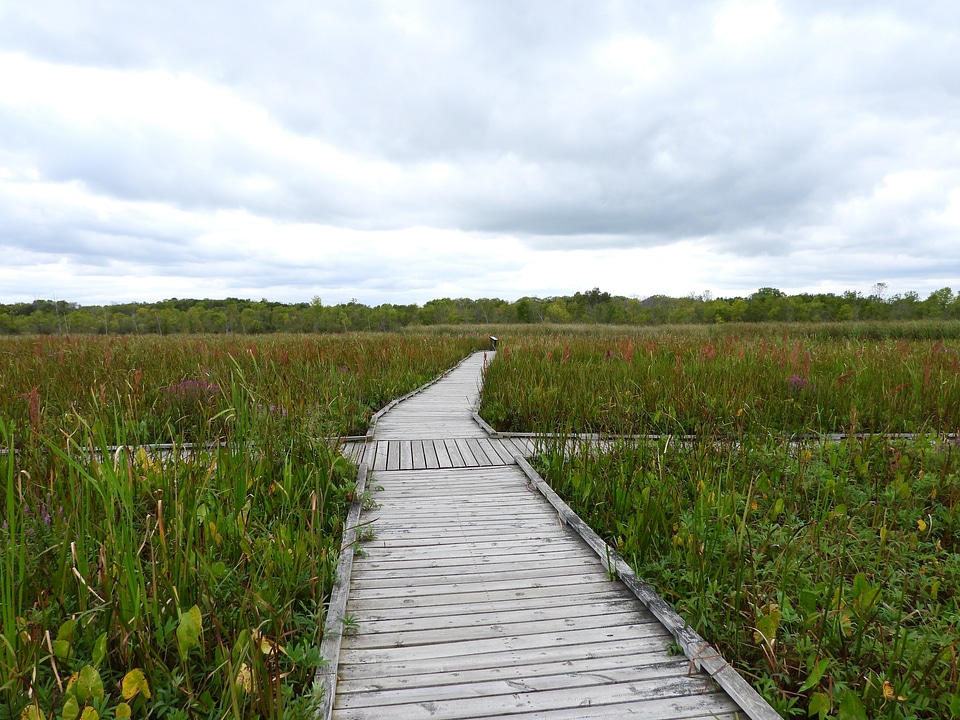 Crosswalk crossing in the marsh