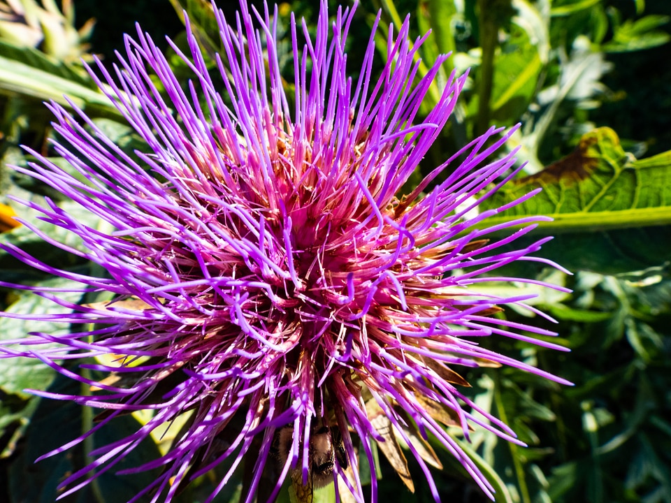 Purple flower with many long spiny petals
