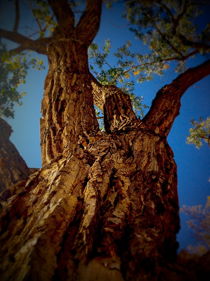 Branches spring outdoor