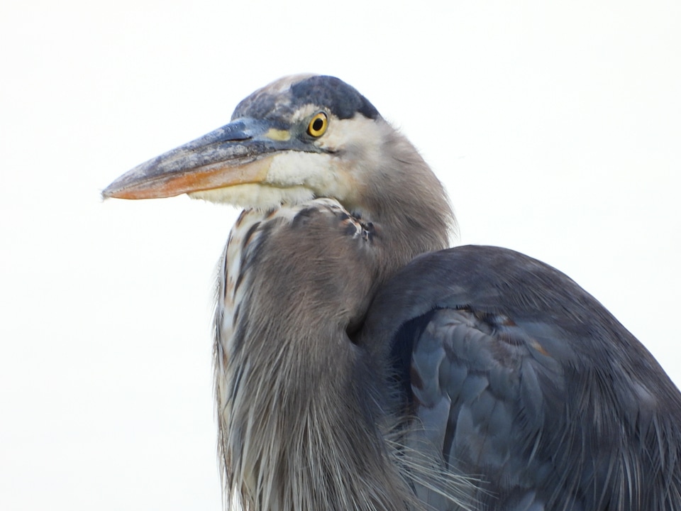 Blue Heron close-up