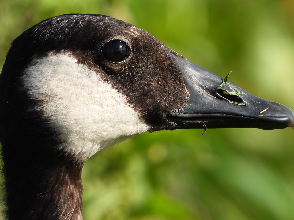 Close up face of a Canadian Goose