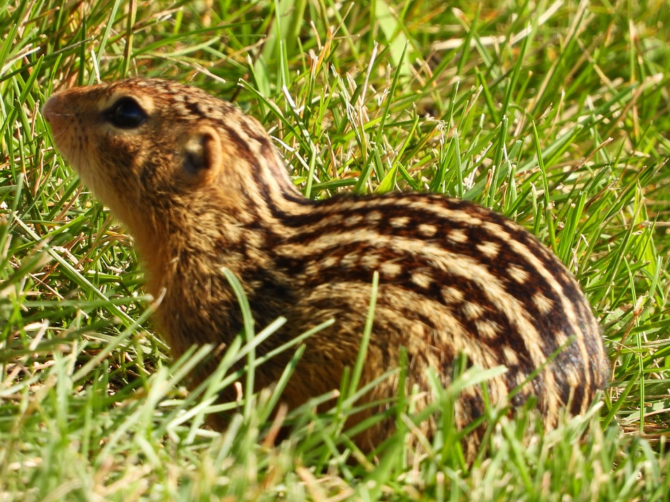 Ground squirrel in the grass