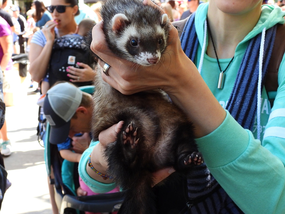Service Ferret being held