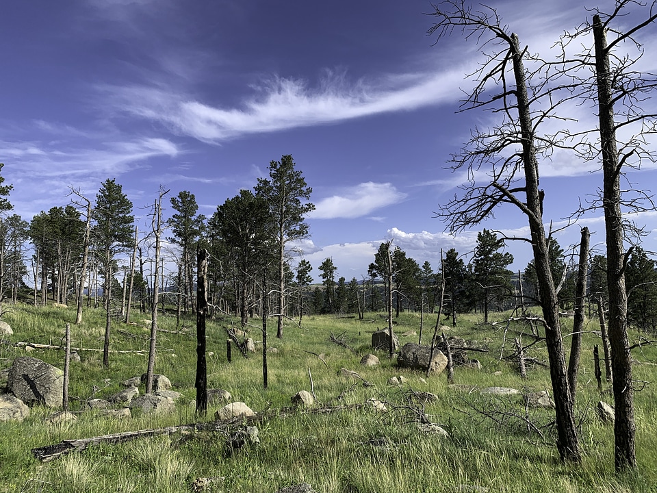 Trees and grass landscape at Devil's Tower
