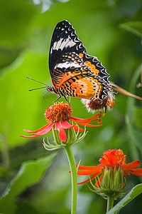 Black and Orange Butterfly photo