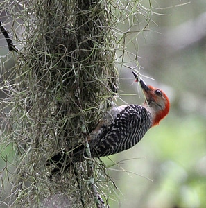 Red Bellied woodpecker on tree photo
