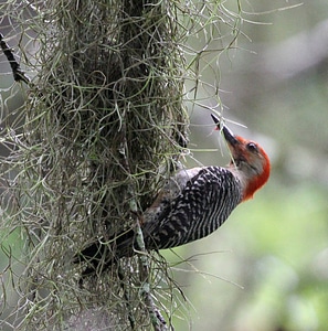 Red Bellied woodpecker on tree