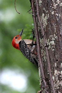 Red-bellied Woodpecker on a tree photo