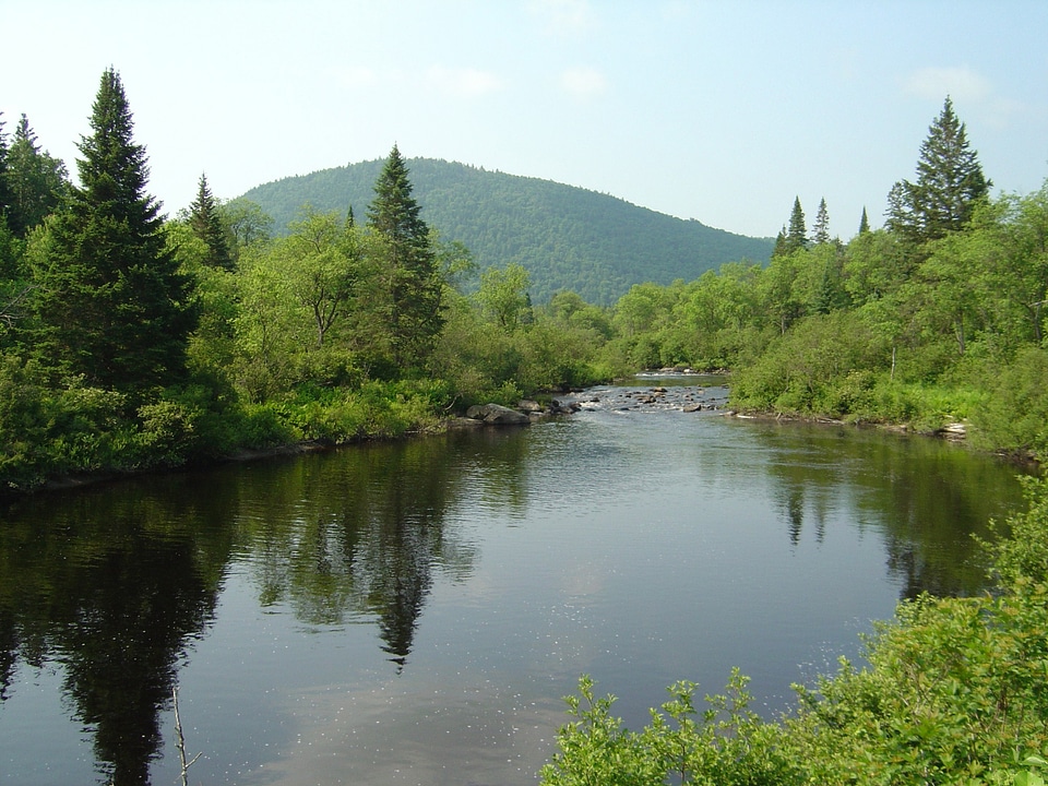 Nulhegan River landscape greenery