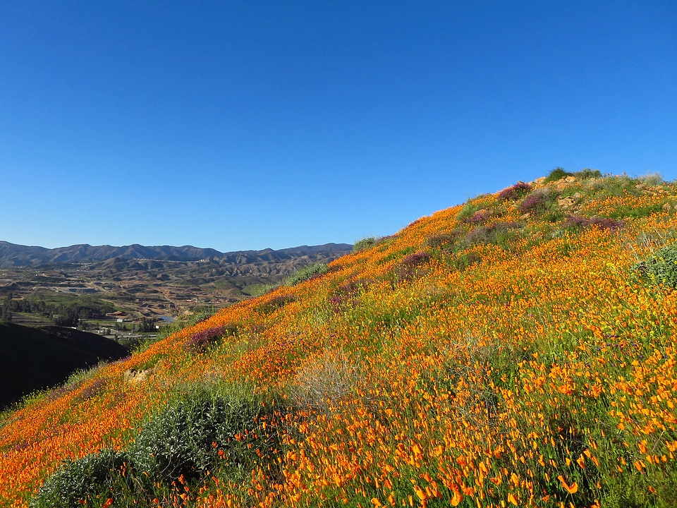 Wildflowers on the hillside