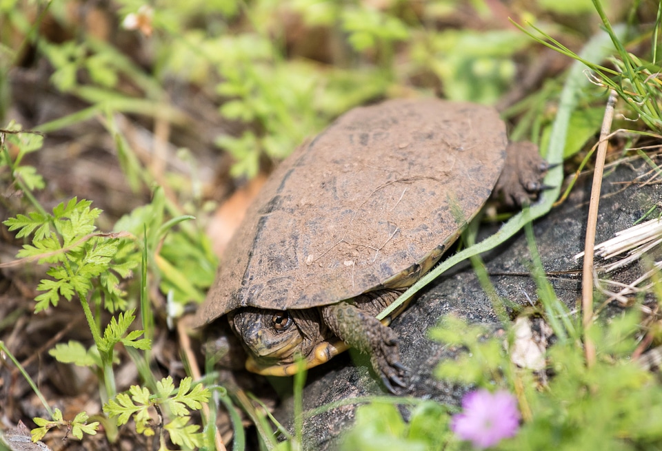 Turtle in the spring