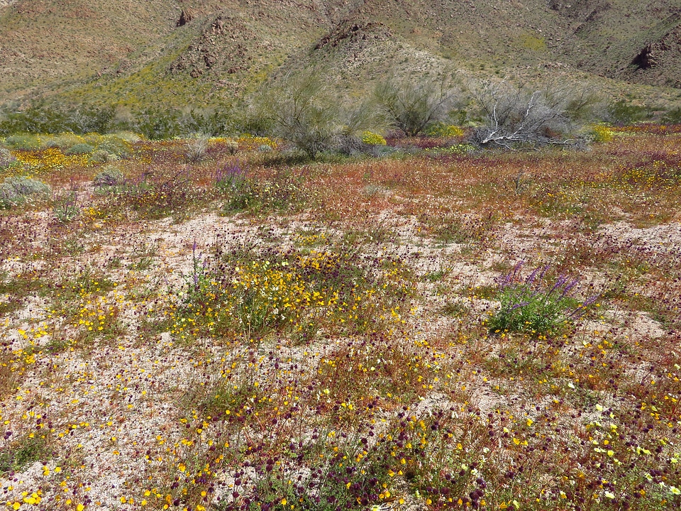 Desert Flowers at Joshua Tree National Park