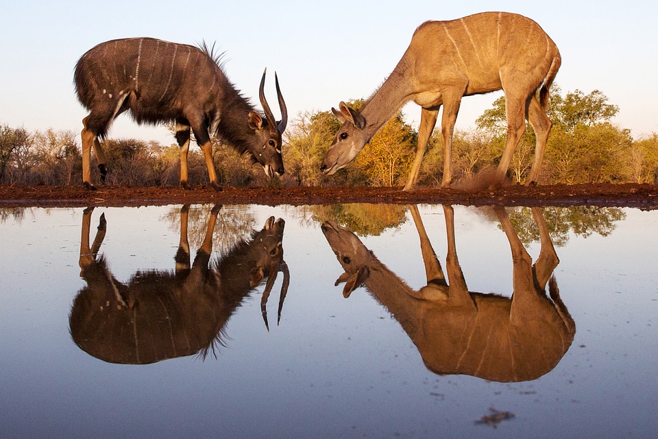 Two Deer with reflections in the water