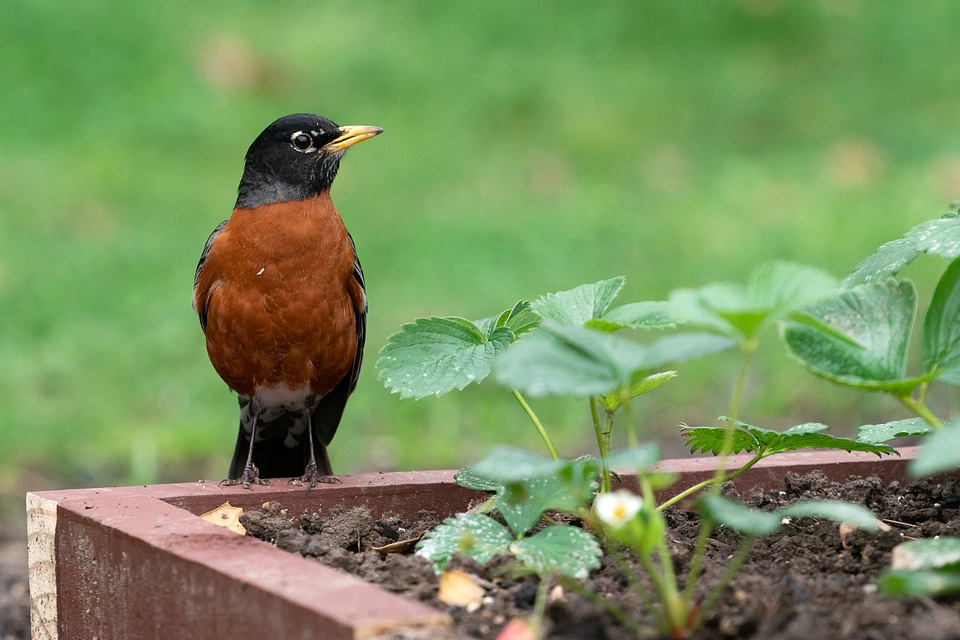Robin standing on the garden