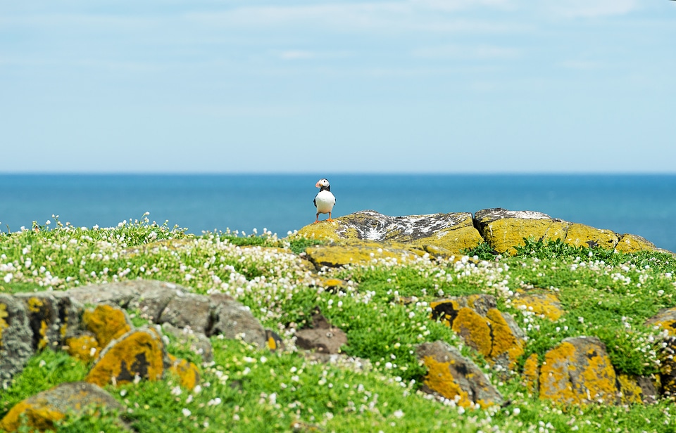 Puffin landscape in the shoreside landscape