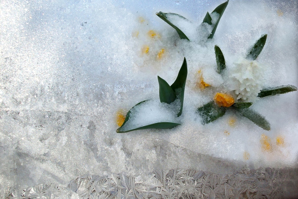 Frozen flower petals in snow