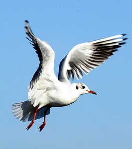 Baltic Seagull in Flight