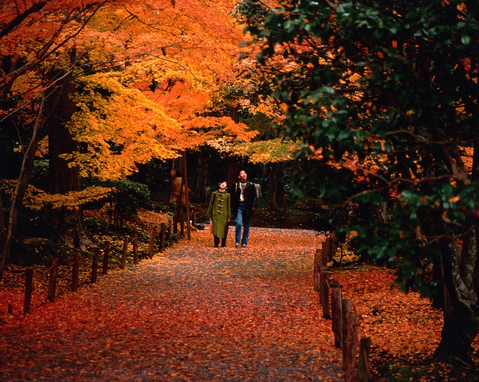 Fall Walk in Gardens by Asian Couple