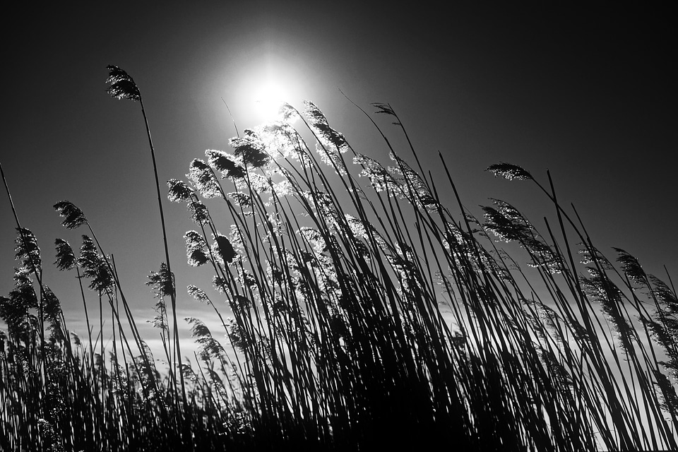 Grass and Sun in the spring