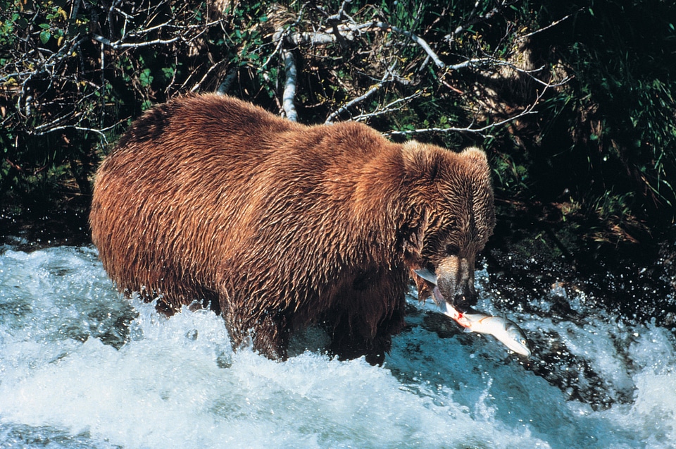 Brown Bear catching Salmon