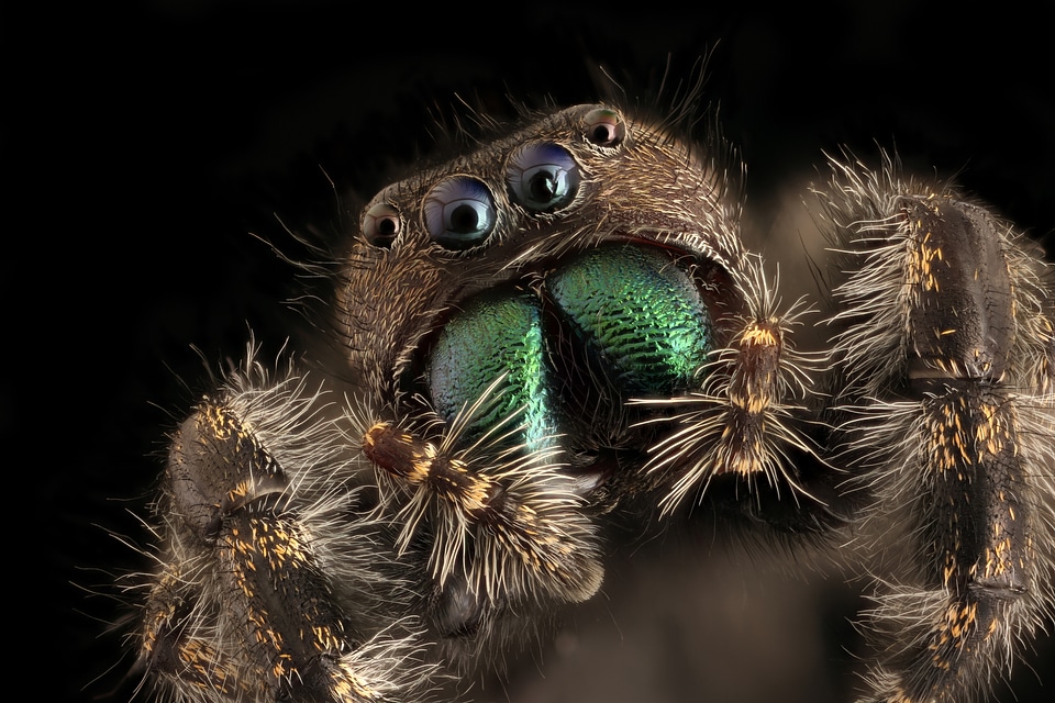 Jumping Spider Macro photo