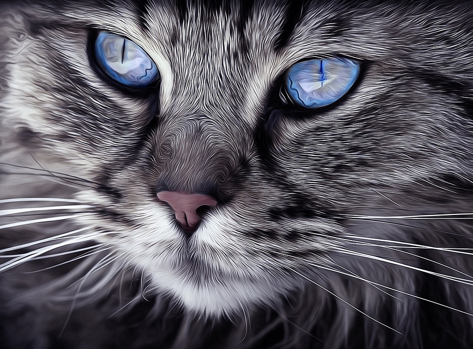 Close up of cat's face with blue eyes