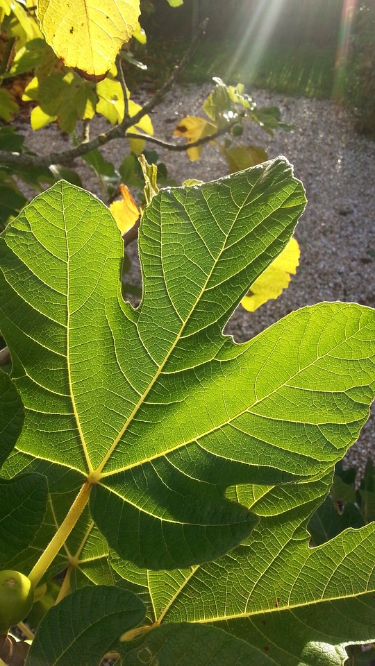 Summer fig tree backlighting