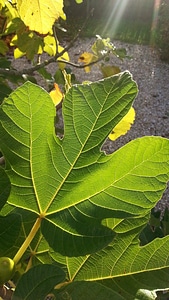 Summer fig tree backlighting
