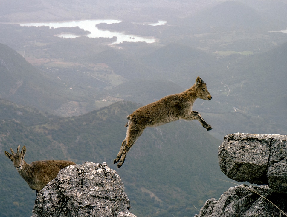 Mountain Goat jumping cliffs