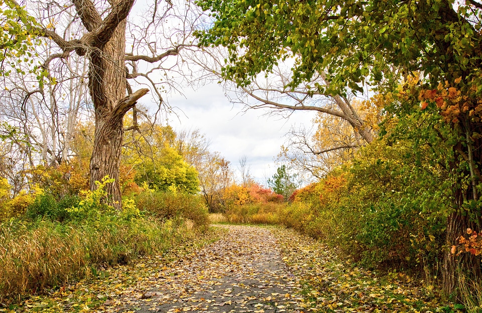 Autumn leaves foilage in Michigan
