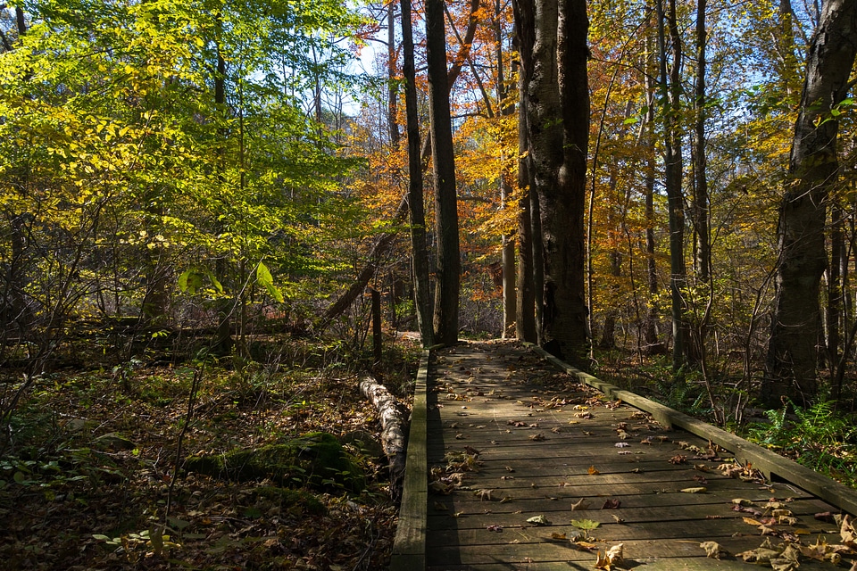 Trees and boardwalk in the forest