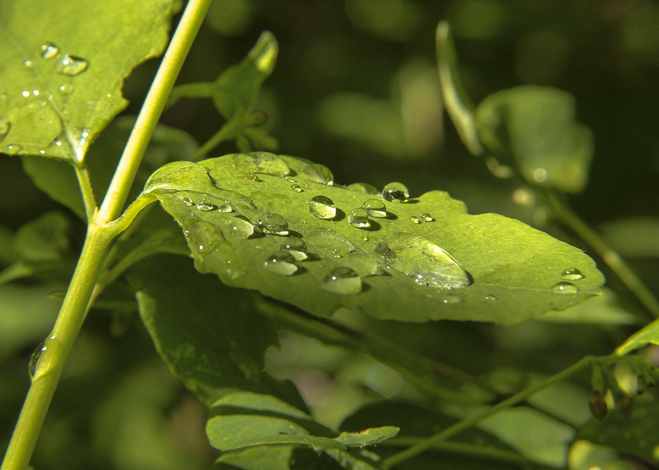 Plants rain drops forest