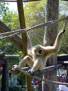 Wildlife wild zoology