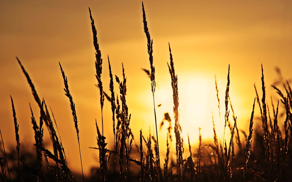 Wheat stalks in the sunlight