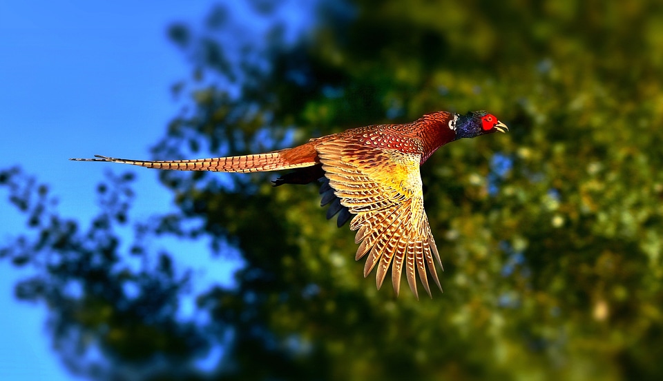 Ring Necked Pheasant in flight