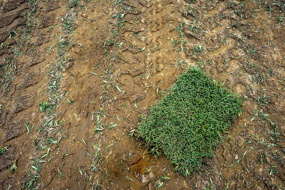 Turf master Grass in Alabama