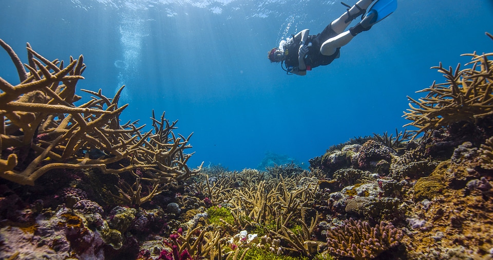 Diver in the Coral Reef photo