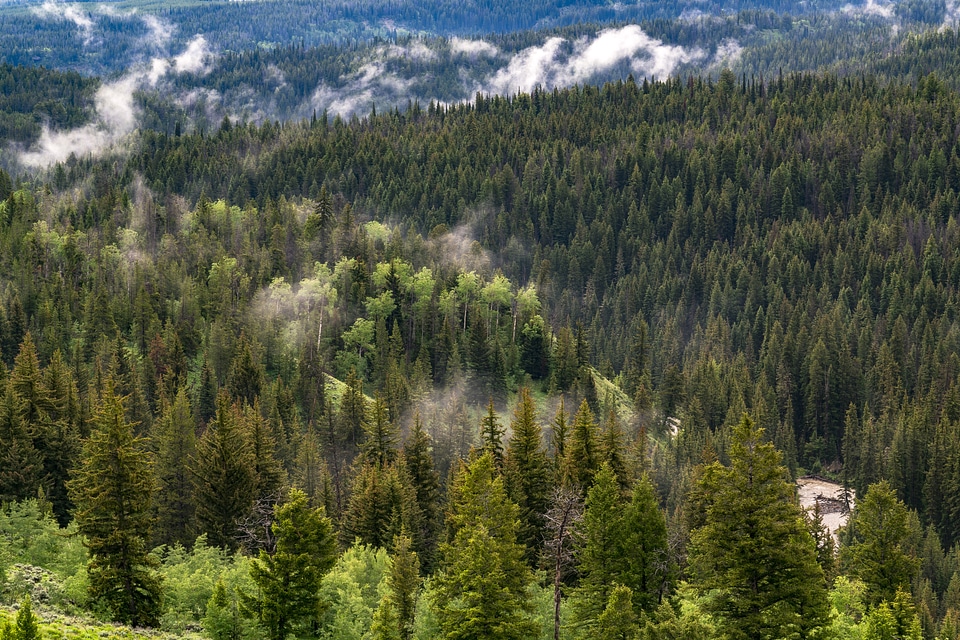 Green Forest landscape in Bridger Teton National Forest