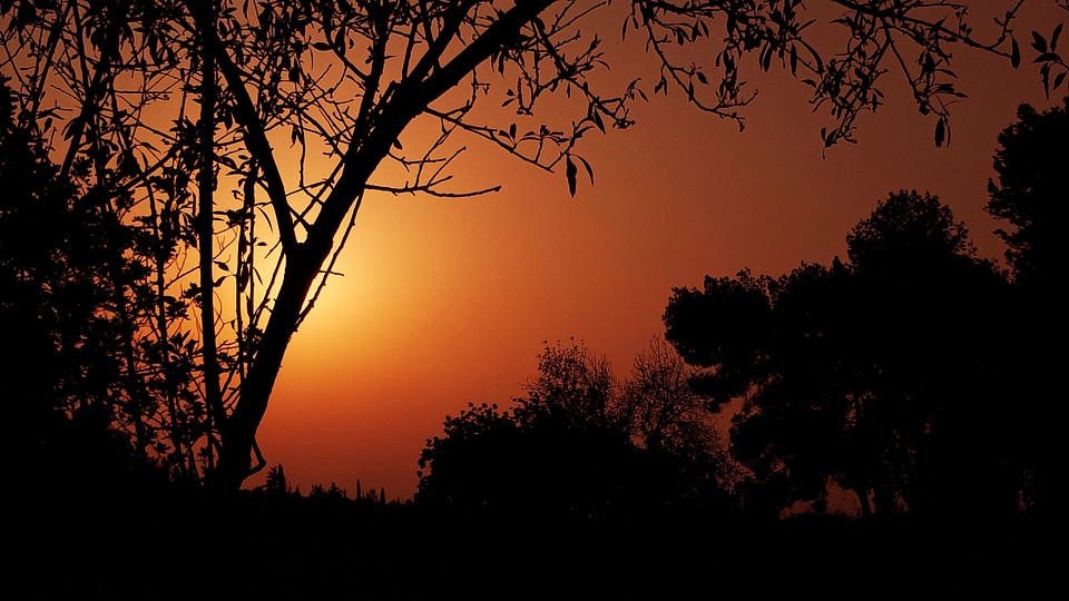 Sunset with trees with red skies photo