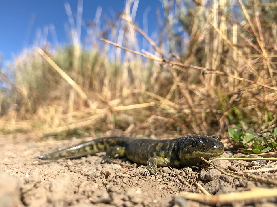 Tiger Salamander on Land