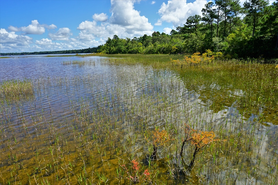 Lake Waccamaw State Park Wetlands