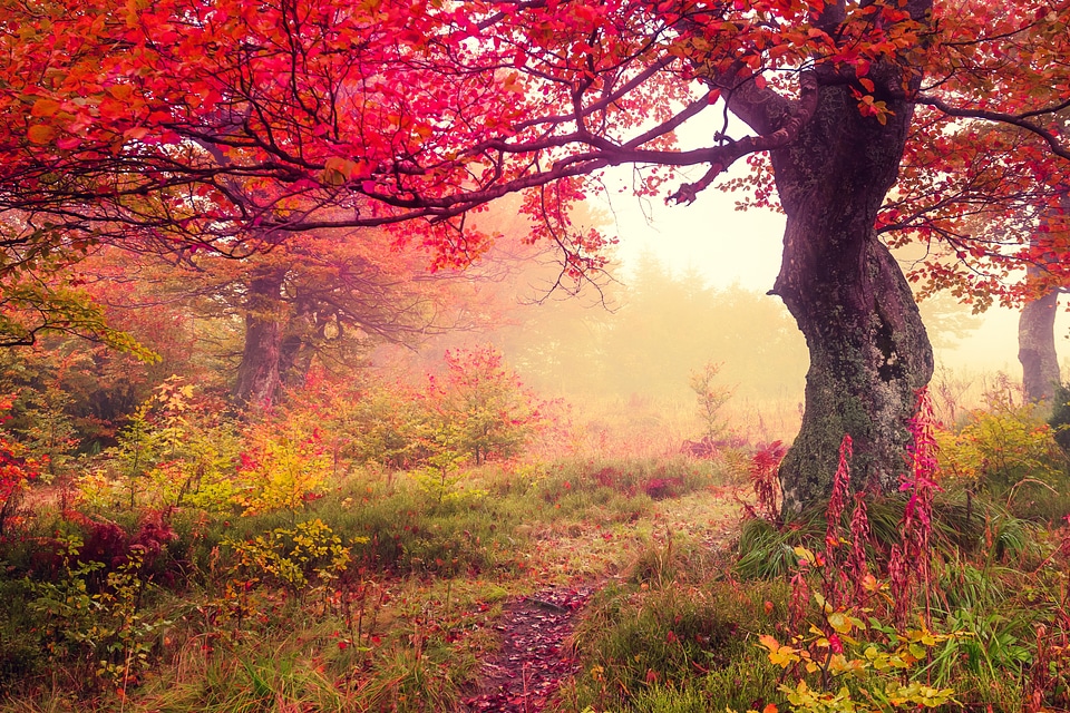 Autumn landscape with Fog scenery