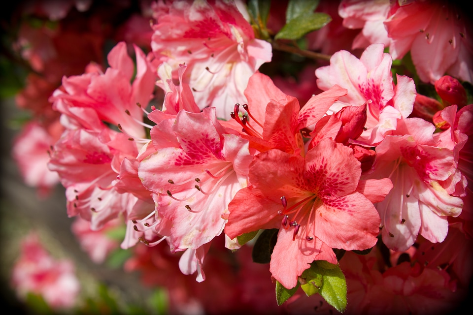 Flowers pink azaleas shrub