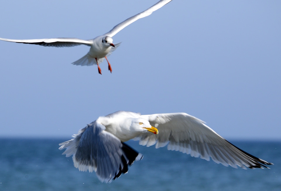 Two seagulls in flight