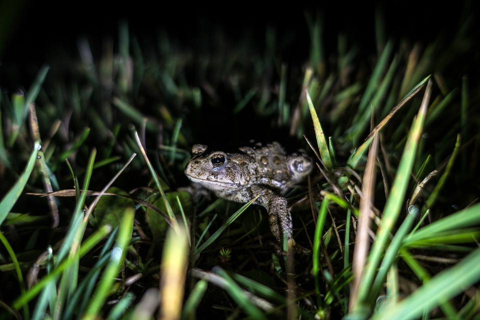 Boreal Toad hiding at night