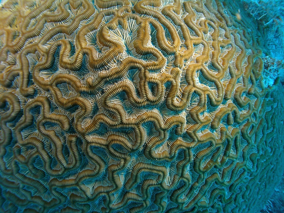 Brain Corals in Dry Tortugas