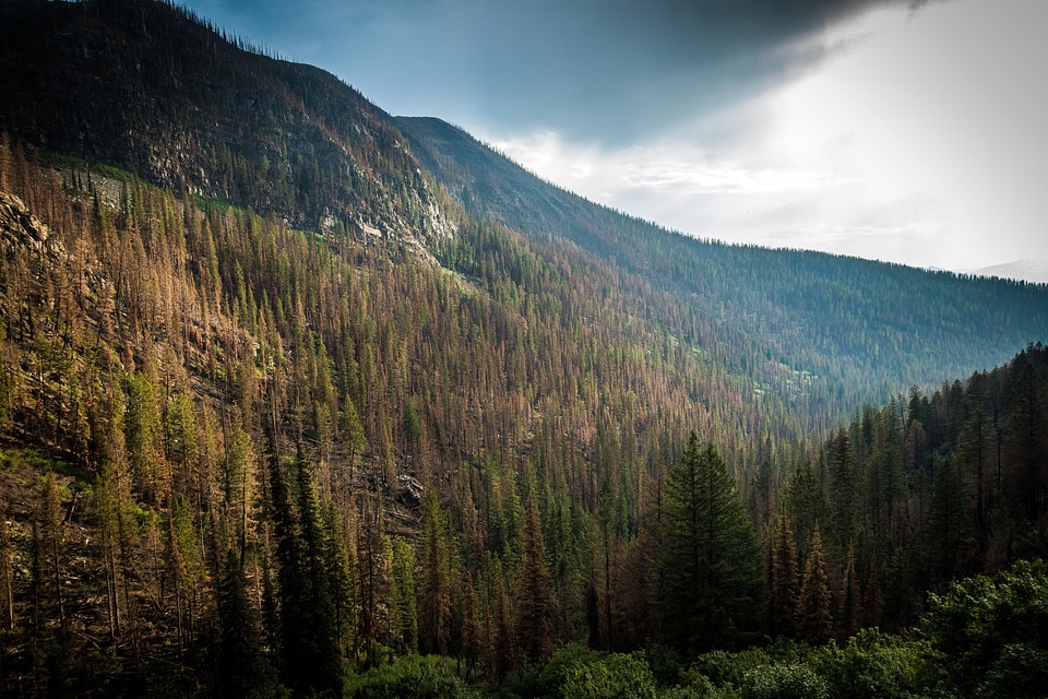 Pine Forest in the Hills