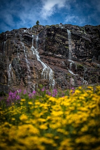 Tall Waterfalls and flowers at Glacier National Park